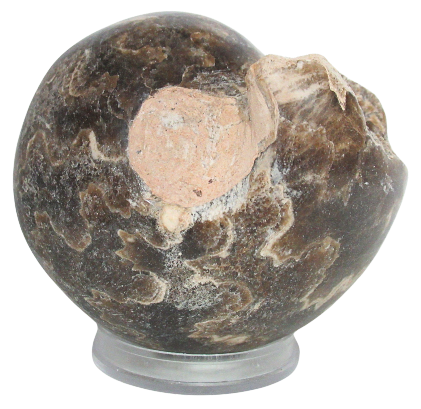 Vascoceras Ammonite Fossil For Sale Genuine Cretaceous Fossils 12 | Fossils for Sale Vascoceras Ammonite Fossil For Sale Genuine Cretaceous Fossils 12