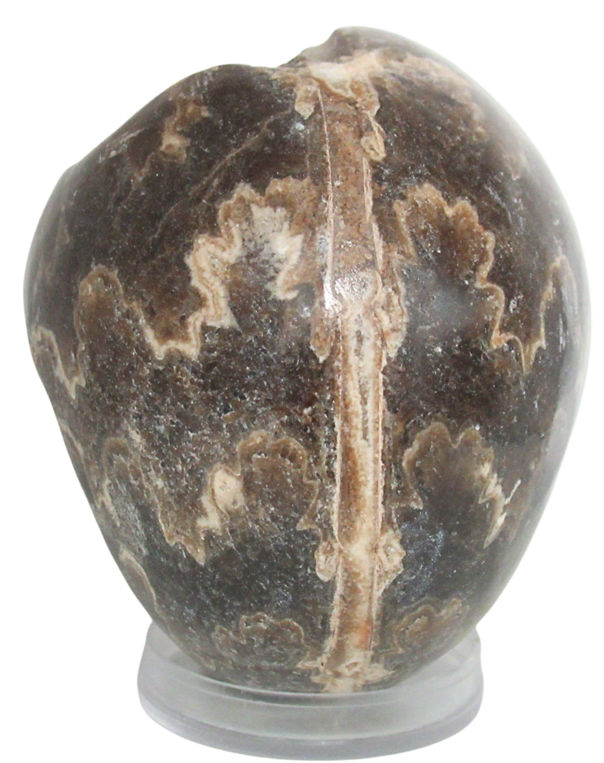 Vascoceras Ammonite Fossil For Sale Genuine Cretaceous Fossils 12b | Fossils for Sale Vascoceras Ammonite Fossil For Sale Genuine Cretaceous Fossils 12b