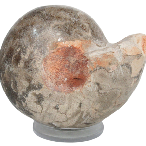 Vascoceras Ammonite Fossil For Sale Genuine Cretaceous Fossils 13