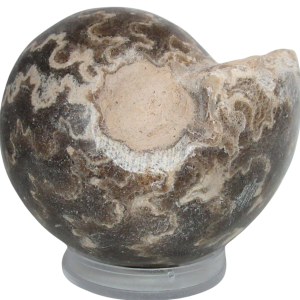 Vascoceras Ammonite Fossil For Sale Genuine Cretaceous Fossils 14