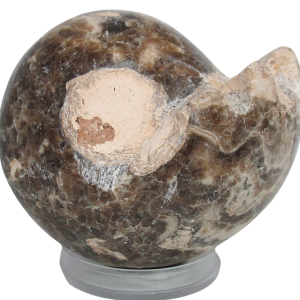 Vascoceras Ammonite Fossil For Sale Genuine Cretaceous Fossils 15