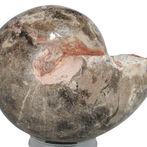 Vascoceras Ammonite Fossil For Sale Genuine Cretaceous Fossils 16