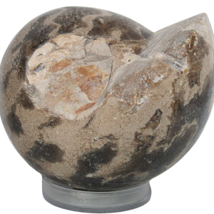 Vascoceras Ammonite Fossil For Sale Genuine Cretaceous Fossils 17