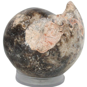 Vascoceras Ammonite Fossil For Sale Genuine Cretaceous Fossils 18