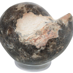 Vascoceras Ammonite Fossil For Sale Genuine Cretaceous Fossils 19