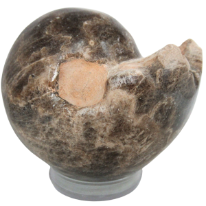 Vascoceras Ammonite Fossil For Sale Genuine Cretaceous Fossils 2