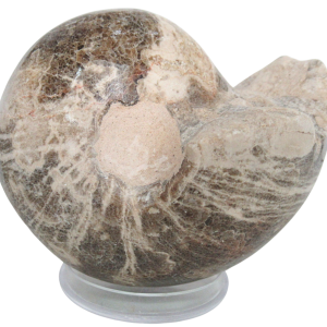 Vascoceras Ammonite Fossil For Sale Genuine Cretaceous Fossils 20