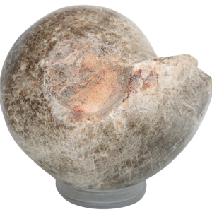 Vascoceras Ammonite Fossil For Sale Genuine Cretaceous Fossils 21