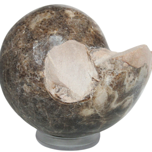 Vascoceras Ammonite Fossil For Sale Genuine Cretaceous Fossils 22