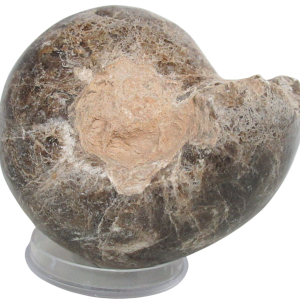 Vascoceras Ammonite Fossil For Sale Genuine Cretaceous Fossils 23