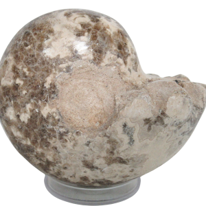 Vascoceras Ammonite Fossil For Sale Genuine Cretaceous Fossils 24