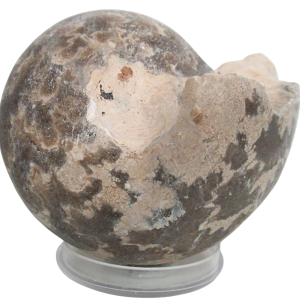 Vascoceras Ammonite Fossil For Sale Genuine Cretaceous Fossils 25