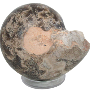 Vascoceras Ammonite Fossil For Sale Genuine Cretaceous Fossils 27