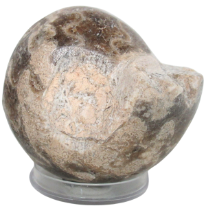 Vascoceras Ammonite Fossil For Sale Genuine Cretaceous Fossils 28