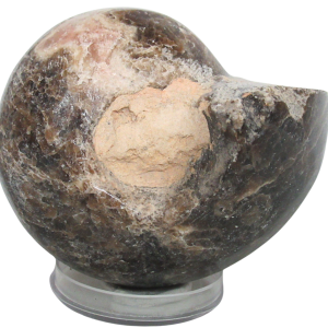 Vascoceras Ammonite Fossil For Sale Genuine Cretaceous Fossils 28