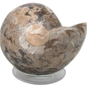 Vascoceras Ammonite Fossil For Sale Genuine Cretaceous Fossils 29