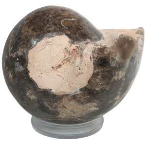 Vascoceras Ammonite Fossil For Sale Genuine Cretaceous Fossils 3