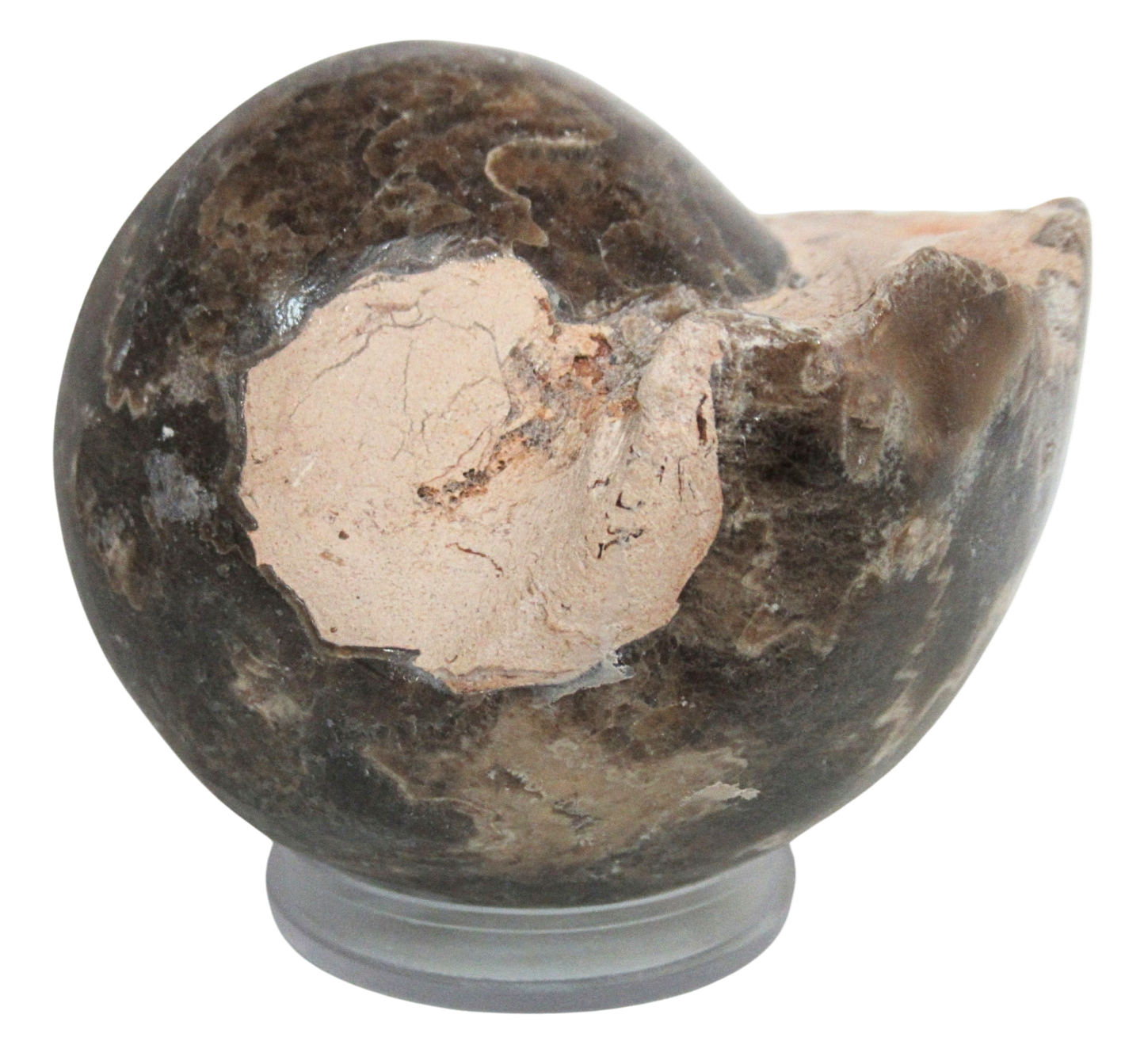 Vascoceras Ammonite Fossil For Sale Genuine Cretaceous Fossils 3 | Fossils for Sale Vascoceras Ammonite Fossil For Sale Genuine Cretaceous Fossils 3