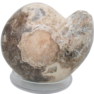 Vascoceras Ammonite Fossil For Sale Genuine Cretaceous Fossils 30