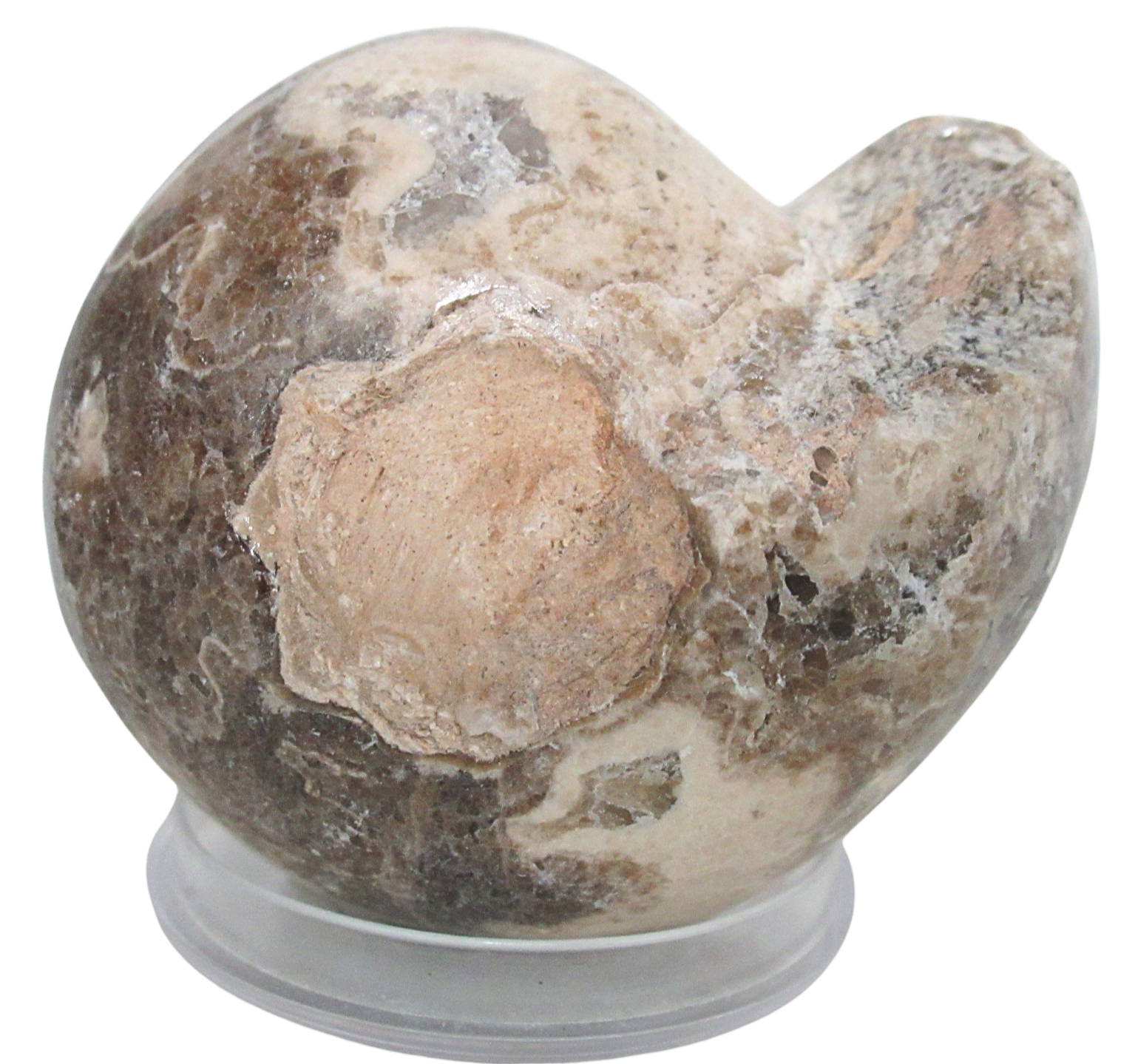 Vascoceras Ammonite Fossil For Sale Genuine Cretaceous Fossils 30 | Fossils for Sale Vascoceras Ammonite Fossil For Sale Genuine Cretaceous Fossils 30