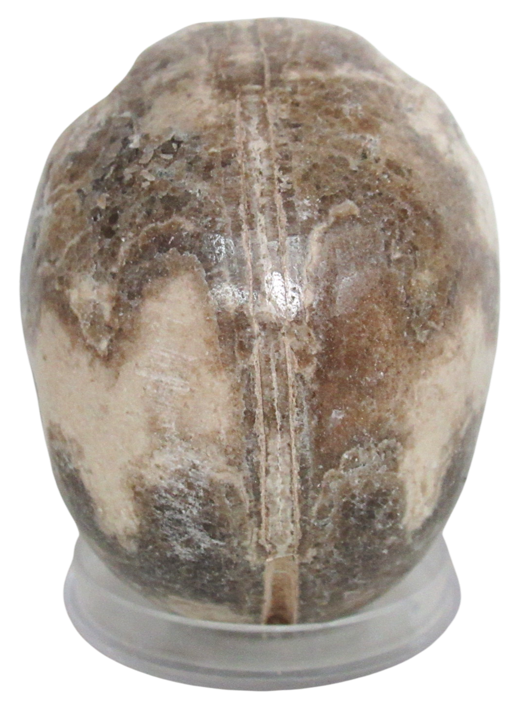Vascoceras Ammonite Fossil For Sale Genuine Cretaceous Fossils 30c | Fossils for Sale Vascoceras Ammonite Fossil For Sale Genuine Cretaceous Fossils 30c