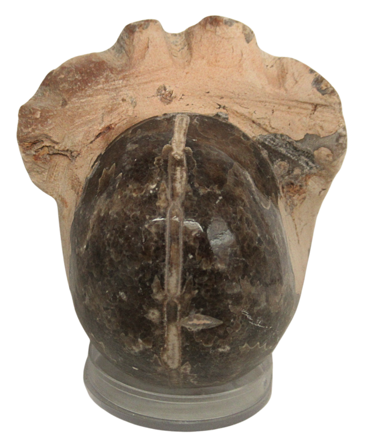 Vascoceras Ammonite Fossil For Sale Genuine Cretaceous Fossils 3b | Fossils for Sale Vascoceras Ammonite Fossil For Sale Genuine Cretaceous Fossils 3b
