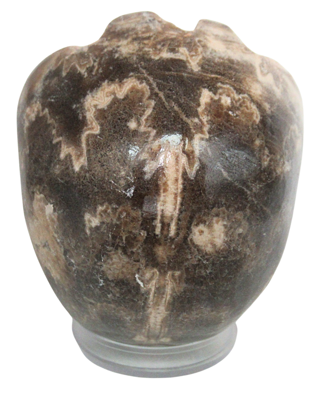 Vascoceras Ammonite Fossil For Sale Genuine Cretaceous Fossils 3c | Fossils for Sale Vascoceras Ammonite Fossil For Sale Genuine Cretaceous Fossils 3c
