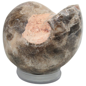 Vascoceras Ammonite Fossil For Sale Genuine Cretaceous Fossils 4