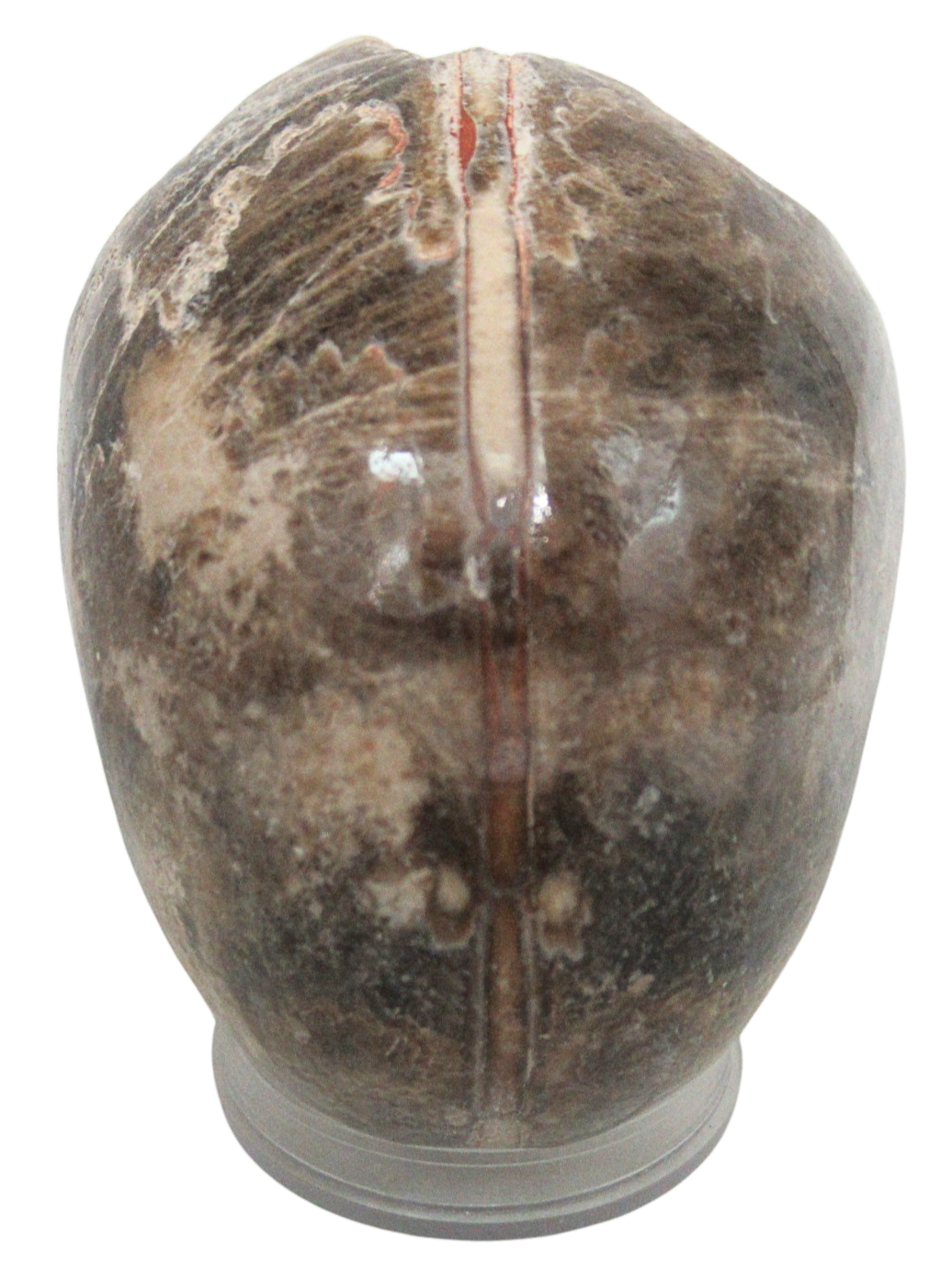 Vascoceras Ammonite Fossil For Sale Genuine Cretaceous Fossils 4c | Fossils for Sale Vascoceras Ammonite Fossil For Sale Genuine Cretaceous Fossils 4c