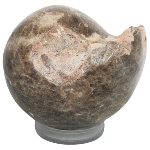 Vascoceras Ammonite Fossil For Sale Genuine Cretaceous Fossils 5
