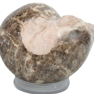 Vascoceras Ammonite Fossil For Sale Genuine Cretaceous Fossils 8