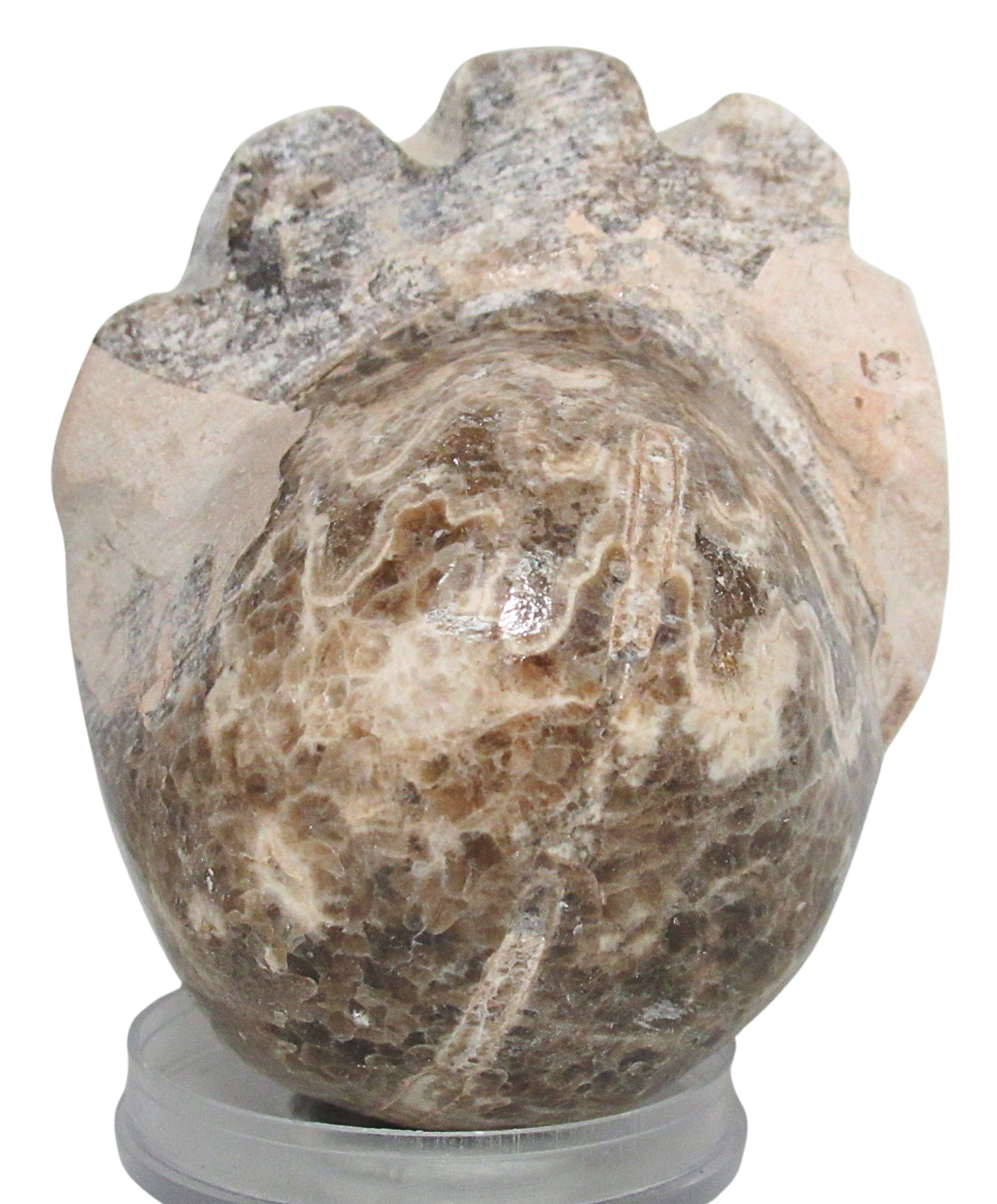 Vascoceras Ammonite Fossil For Sale Genuine Cretaceous Fossils 8b | Fossils for Sale Vascoceras Ammonite Fossil For Sale Genuine Cretaceous Fossils 8b