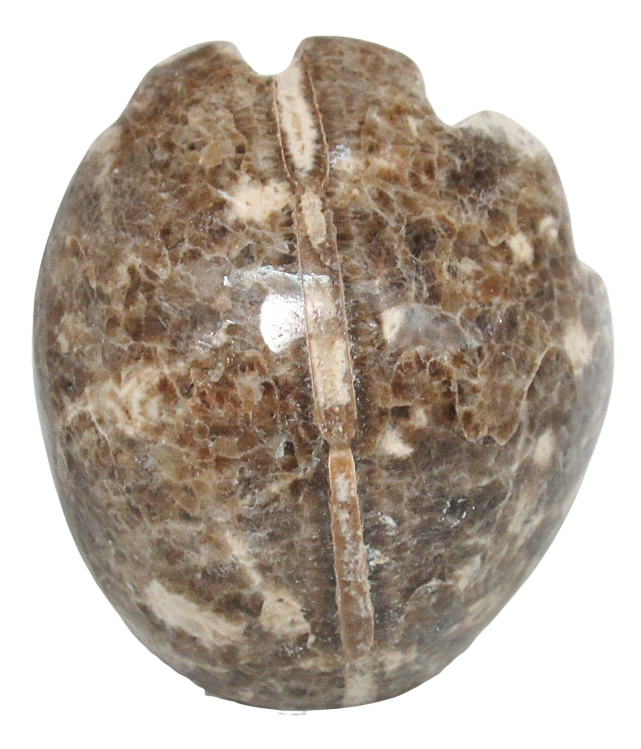 Vascoceras Ammonite Fossil For Sale Genuine Cretaceous Fossils 8c | Fossils for Sale Vascoceras Ammonite Fossil For Sale Genuine Cretaceous Fossils 8c