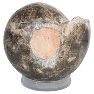 Vascoceras Ammonite Fossil For Sale Genuine Cretaceous Fossils 9