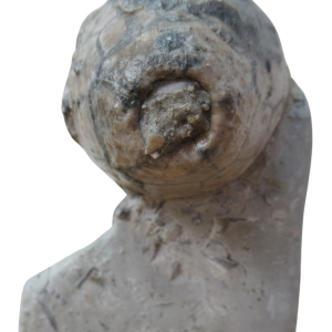 Waldron Shale Crinoid Fossil For Sale Genuine Silurian Fossils 1 Eucalyptocrinites
