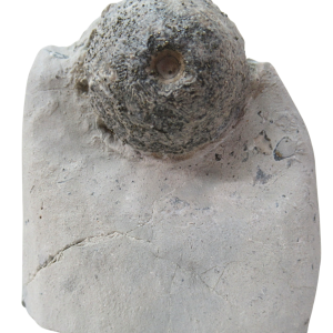 Waldron Shale Crinoid Fossil For Sale Genuine Silurian Fossils 10