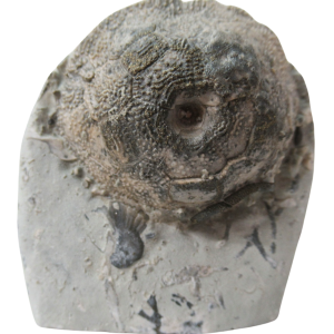 Waldron Shale Crinoid Fossil For Sale Genuine Silurian Fossils 11