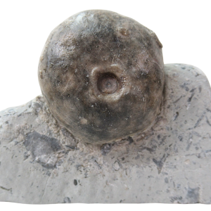 Waldron Shale Crinoid Fossil For Sale Genuine Silurian Fossils 12