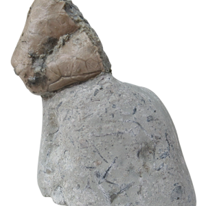 Waldron Shale Crinoid Fossil For Sale Genuine Silurian Fossils 2 Eucalyptocrinites