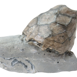 Waldron Shale Crinoid Fossil For Sale Genuine Silurian Fossils 3 Eucalyptocrinites