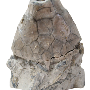 Waldron Shale Crinoid Fossil For Sale Genuine Silurian Fossils Eucalyptocrinites 4