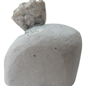 Waldron Shale Crinoid Fossil For Sale Genuine Silurian Fossils Eucalyptocrinites 5