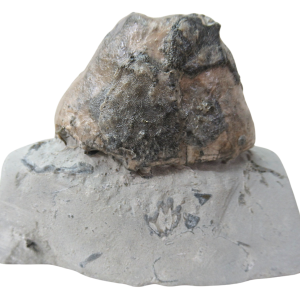 Waldron Shale Crinoid Fossil For Sale Genuine Silurian Fossils Eucalyptocrinites 6