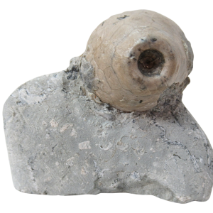 Waldron Shale Crinoid Fossil For Sale Genuine Silurian Fossils Eucalyptocrinites 8