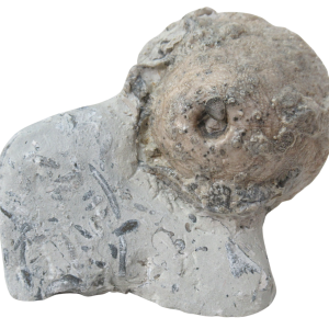Waldron Shale Crinoid Fossil For Sale Genuine Silurian Fossils Eucalyptocrinites 9