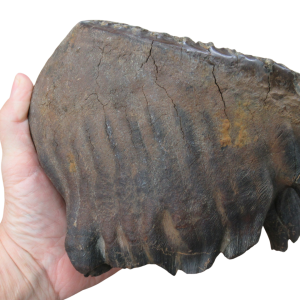 Woolly Mammoth Tooth Fossil For Sale Genuine Ice Age Fossils 26 | Fossils for Sale Woolly Mammoth Tooth Fossil For Sale Genuine Ice Age Fossils 26