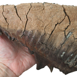 Woolly Mammoth Tooth Fossil For Sale Genuine Ice Age Fossils 27 | Fossils for Sale Woolly Mammoth Tooth Fossil For Sale Genuine Ice Age Fossils 27