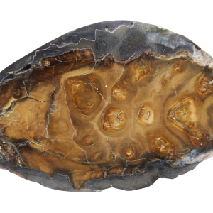 Woolly Mammoth Tooth Fossil For Sale Genuine Ice Age Fossils Tooth Slice 50 | Fossils for Sale Woolly Mammoth Tooth Fossil For Sale Genuine Ice Age Fossils Tooth Slice 50