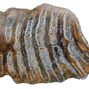 Woolly Mammoth Tooth Fossil For Sale Genuine Ice Age Fossils Tooth Slice 51 | Fossils for Sale Woolly Mammoth Tooth Fossil For Sale Genuine Ice Age Fossils Tooth Slice 51
