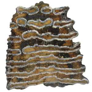 Woolly Mammoth Tooth Fossil For Sale Genuine Ice Age Fossils Tooth Slice 52 | Fossils for Sale Woolly Mammoth Tooth Fossil For Sale Genuine Ice Age Fossils Tooth Slice 52
